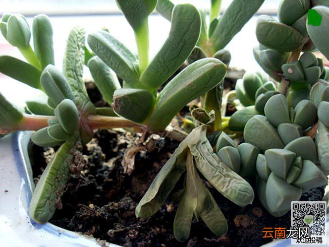 鹿角海棠叶子为什么发皱 原因以及处理方法