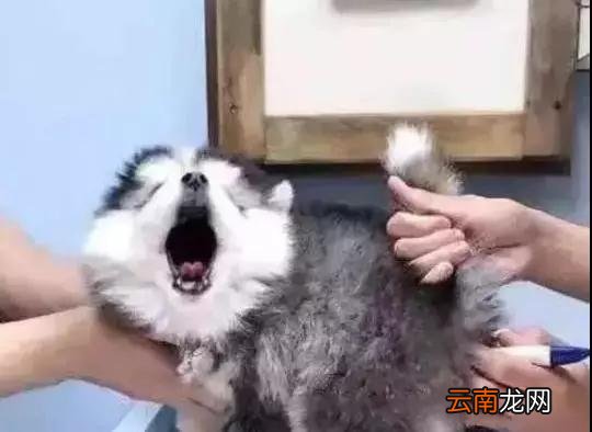 小狗狗去看医生，结果被“爆菊”了，狗狗的这个表情亮了