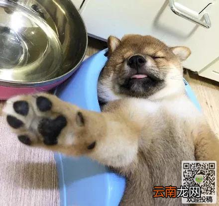 小柴犬吃饱后直接在自己的饭盆里睡着了，那销魂的姿势真的萌爆了