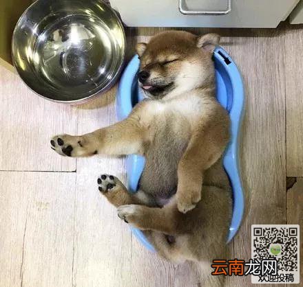 小柴犬吃饱后直接在自己的饭盆里睡着了，那销魂的姿势真的萌爆了