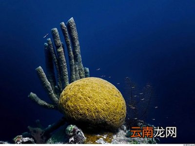 潜水需要憋气吗