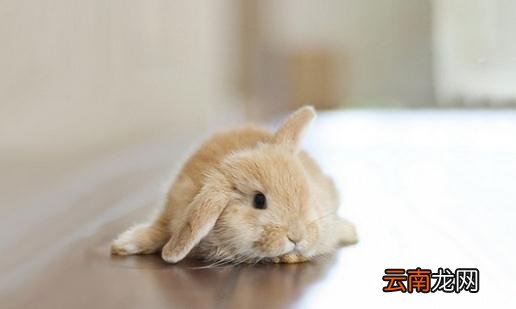 迷你兔的价格-纯种迷你兔多少钱？