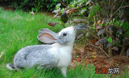 青紫蓝兔怎么养？青紫蓝兔养殖方法