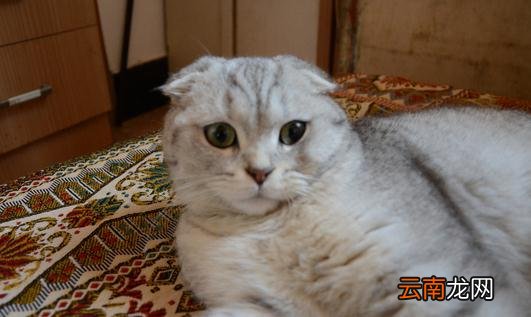 苏格兰折耳猫的养殖方法是什么？