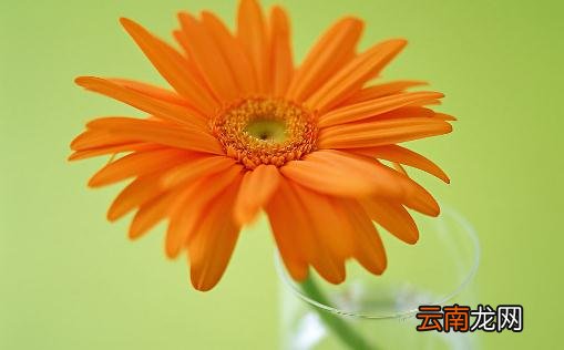 在家里养花有什么好处？