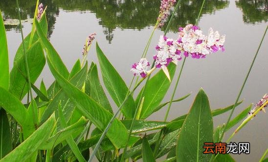 再力花的简介 再力花的种植方法