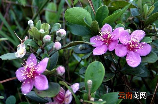 家里养的花为什么壮不起来？