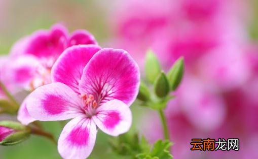 居家室内植物的功效