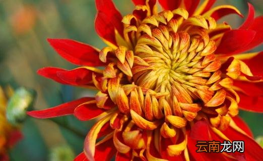 菊花的繁殖方式 菊花的种植