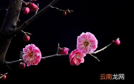 梅花有什么种类？梅花的生长习性