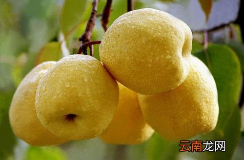 可怕的癌症是否会传染 防癌蔬菜水果要多吃