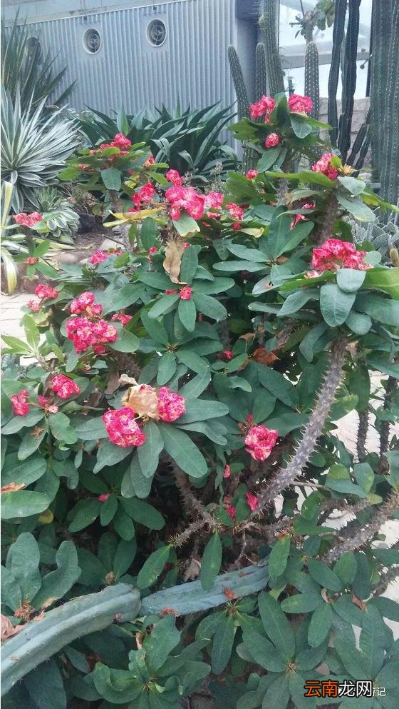虎刺梅是什么植物_铁海棠的功效作用