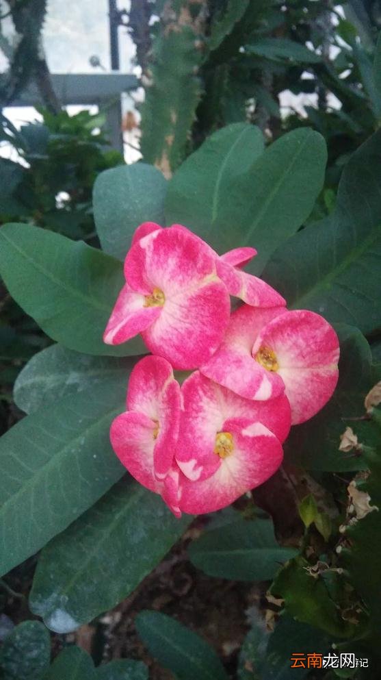 虎刺梅是什么植物_铁海棠的功效作用