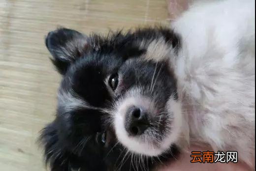 女孩给流浪狗火腿肠后，小家伙竟一路跟随，将女孩感动得不要不要的。