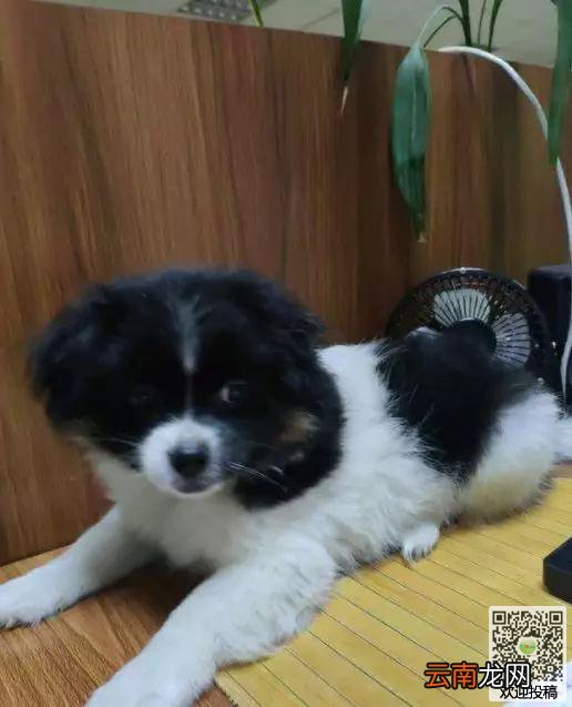 女孩给流浪狗火腿肠后，小家伙竟一路跟随，将女孩感动得不要不要的。