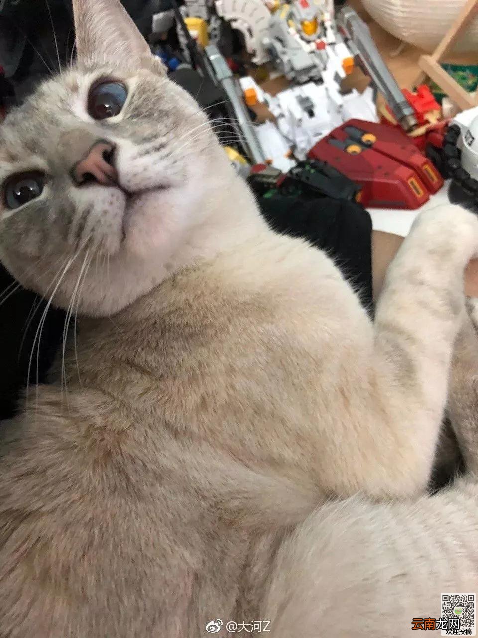 笑死了!网友家的猫咪染上偷窃的毛病，为寻失主他贴了这么一个招领启事。