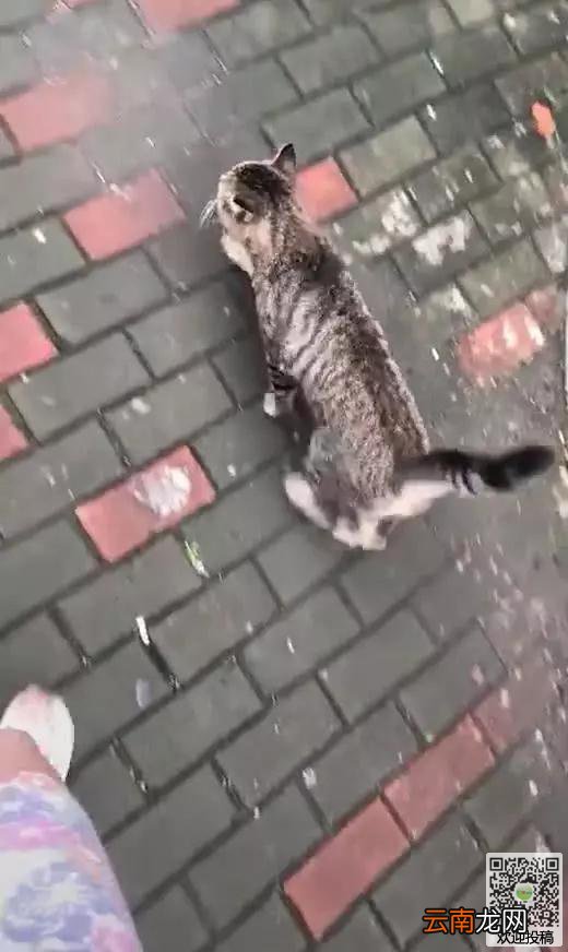 网友喂养一只流浪猫，当要离开时，猫咪直接赖上他了