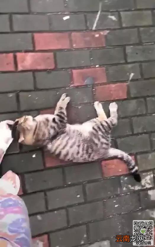 网友喂养一只流浪猫，当要离开时，猫咪直接赖上他了