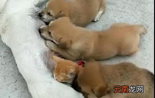 土狗生了一窝崽，其中一只样貌奇特，主人上去一看瞬间就笑了。