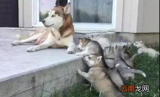 二哈妈妈为了不让孩子喝奶，居然想出了这么一个主意...
