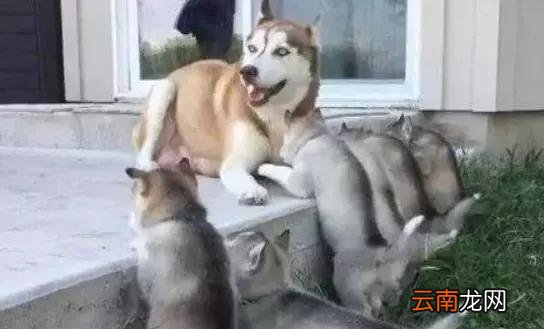 二哈妈妈为了不让孩子喝奶，居然想出了这么一个主意...