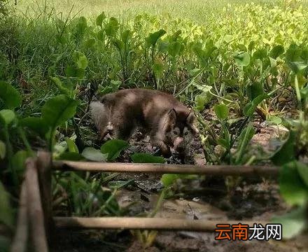 网友带二哈回农村，没想到头一天这货就下地干活了，主人气得快吐血...