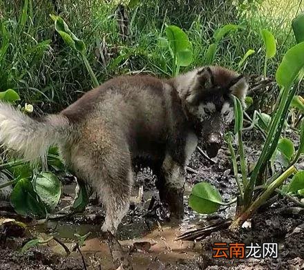 网友带二哈回农村，没想到头一天这货就下地干活了，主人气得快吐血...