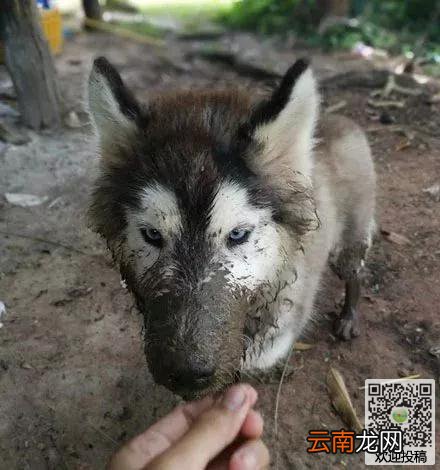 网友带二哈回农村，没想到头一天这货就下地干活了，主人气得快吐血...