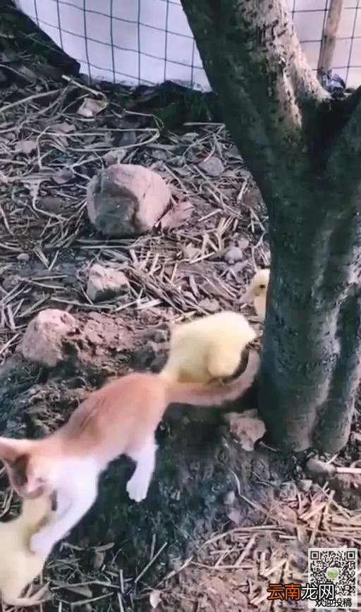 小奶猫第一次到农村，看到鸭子直接挑衅，结果喵：鸭哥，我错了!