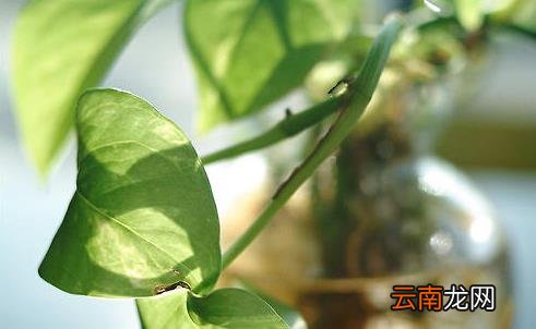 关于绿萝的栽培方法及注意事项