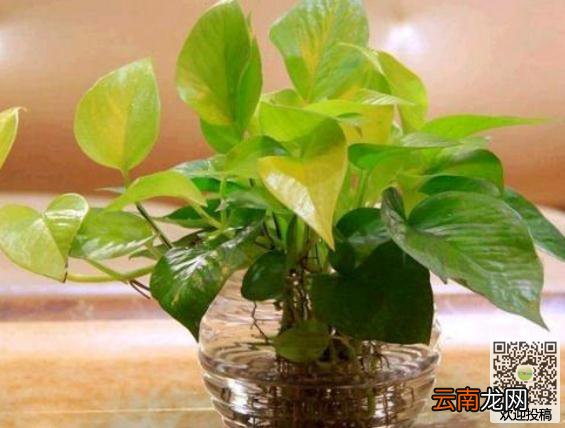 水培绿萝叶子发黄的原因有哪些