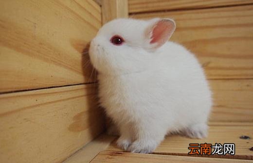 波兰兔怎么养？波兰兔的简介