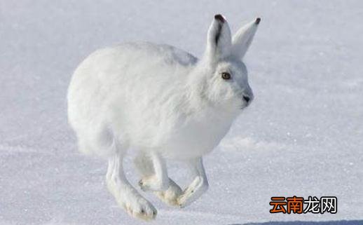 北极兔的简介-北极兔是什么？