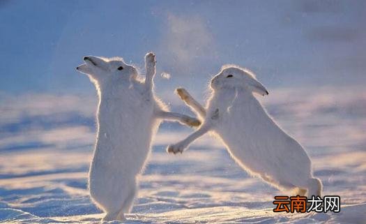 北极兔的产地-北极兔的生存技能介绍