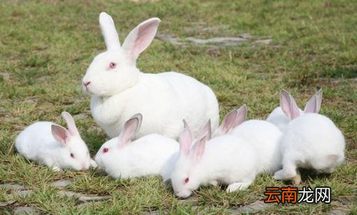 大耳白兔是什么？大耳白兔怎么养？