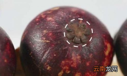怎样看山竹的好坏