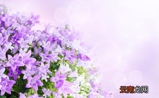 这样让鲜花更加鲜艳哦！