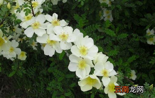 三月份养什么花最合适？