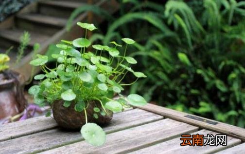 铜钱草的具体养护方法