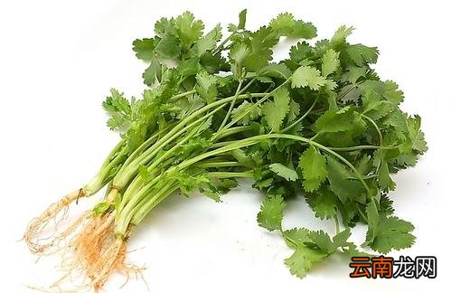 香菜如何种植？香菜的种植方法