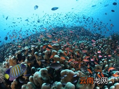 国外潜水圣地有哪些