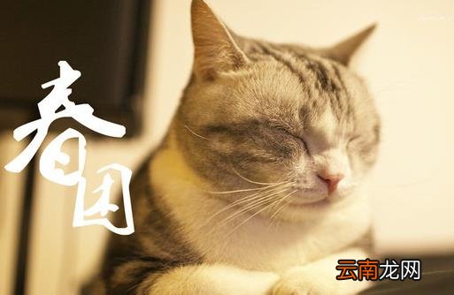 春困秋乏夏打盹的科学依据 食补安神饮帮你克服困倦