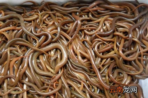 吃泥鳅到底用不用去内脏 泥鳅的营养食谱推荐