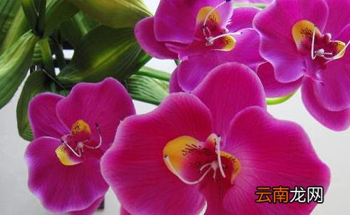 蝴蝶兰的外形特点与品种简介