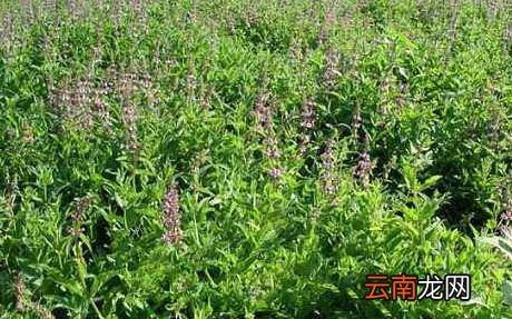 螺丝菜是怎样种植的