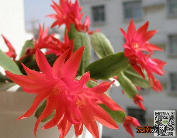 假昙花是怎样养殖的呢