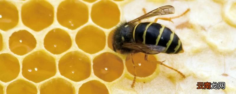工蜂为什么杀死蜂王