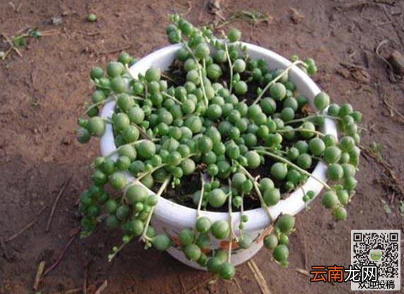 珍珠吊兰的病害如何防治