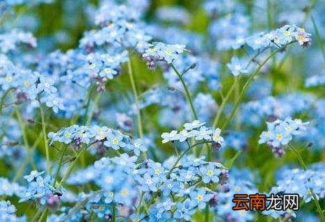 勿忘我是怎样养殖的呢