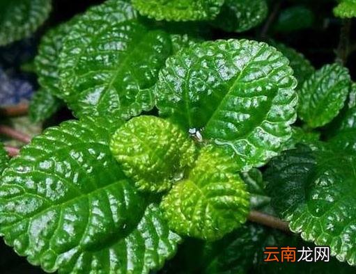 草莓吊兰该怎么养殖呢